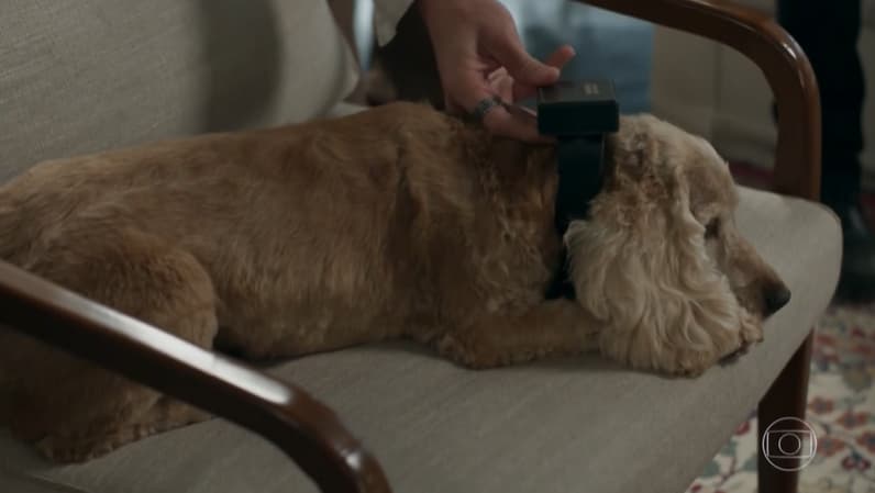 Para se safar da cadeia, Athaíde coloca tornozeleira eletrônica em cachorro da família na reta final de Pega Pega (Foto: Reprodução)